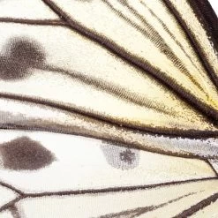 Idee Leuconoe NATM00080916